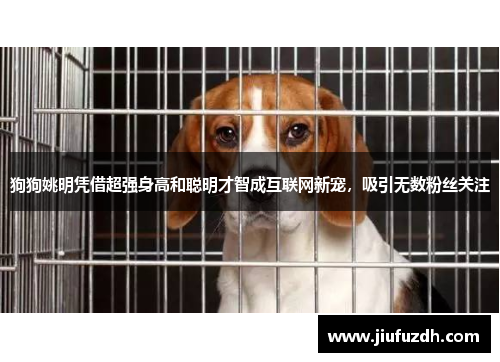 狗狗姚明凭借超强身高和聪明才智成互联网新宠，吸引无数粉丝关注